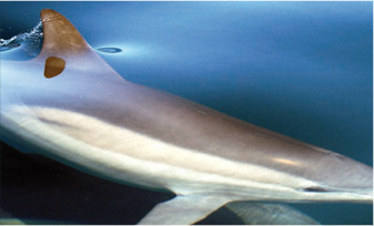 Dolphin Swimming