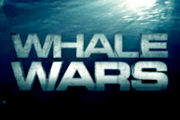 Whale Wars