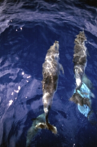 Dolphins in Azores. source: www.aito-spain-and-portugal-holidays.co.uk