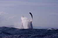 Huge Humpback breaching