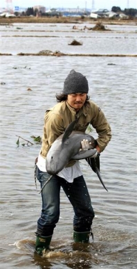 Dolphin rescued from Tsunami in Japan